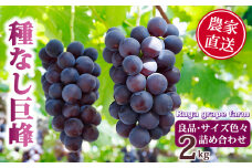 【先行受付2025年発送】種無し巨峰2kg 良品サイズ色々詰め合わせ｜Ruga grape farm　※2025年8月下旬~10月上旬頃発送予定