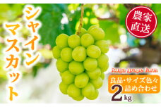 【先行受付2025年発送】シャインマスカット2kg 良品サイズ色々詰め合わせ｜Ruga grape farm※2025年9月上旬~10月中旬頃発送予定