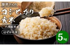 【令和6年産】八重原産コシヒカリ 玄米 5kg｜笹平さんのお米 八重原米 はざかけ はぜかけ