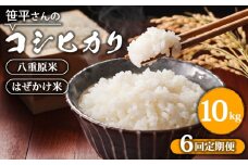 【定期便】【令和6年産】八重原産コシヒカリ 白米【10kg×全6回 合計60kg】｜笹平さんのお米 八重原米 はざかけ はぜかけ