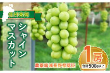 【先行受付2025年発送】大房シャインマスカット１房 贈答化粧箱入（500g以上）農薬節減長野県認証｜東御こもだ果樹園　※2025年9月下旬~10月下旬に発送予定