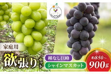 【おがわら農園】家庭用欲張りセット！（シャインマスカット1房・種無し巨峰1~2房）約850～900g