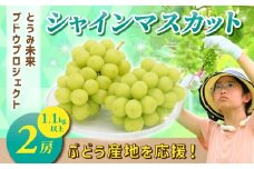 ぶどうの産地を応援！！とうみ未来ブドウプロジェクトと子どもたちが送る　シャインマスカット 2房（1.1kg以上）【秋お届け】｜長野県  人気 ぶどう 贈答用 ギフト フルーツ 果物 おすすめ 厳選 種無し 皮ごと 大粒