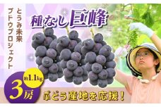 ぶどうの産地を応援！！とうみ未来ブドウプロジェクトと子どもたちが送る　種なし巨峰 3房（約1.1kg）【秋お届け】｜長野県  人気 ぶどう 贈答用 ギフト フルーツ 果物 おすすめ 厳選 種無し 大粒