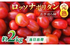 【おぎはら園】農家直送！朝採れイタリアンミニトマト「ロッソナポリタン」約2kg