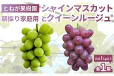 【とねが果樹園】家庭用　シャインマスカット＆クイーンルージュ(R)各１房（合計１kg以上）※2025年9月下旬以降順次発送予定