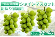 【とねが果樹園】家庭用 シャインマスカット3～4房（1.5kg以上）※2025年9月下旬以降に順次発送