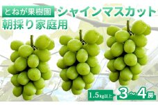 【とねが果樹園】家庭用 シャインマスカット3～4房（1.5kg以上）※2025年9月下旬以降に順次発送