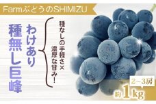 【清水農園】わけあり種無し巨峰約1kg（2～3房）※2025年9月中旬以降順次発送予定