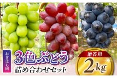 【おぎはら園】農家直送！贈答用3色ぶどうの詰め合わせセット 2kg（4～5房）｜シャインマスカット、種なし巨峰、ナガノパープル 、クイーンニーナ、クイーンルージュ®など　※2025年9月中旬～10月上旬順次発送