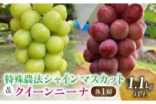 【信州東御ぶどう園】特殊農法シャインマスカット＆クイーンニーナ、各1房（1.1kg以上）贈答用