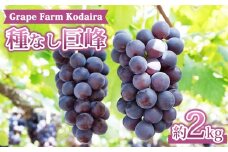 【Grape Farm Kodaira】種なし巨峰　約2kg（4～6房）
