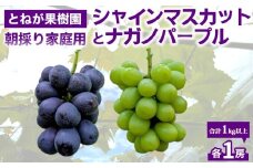 【とねが果樹園】家庭用　シャインマスカット＆ナガノパープル各1房、合計2房（合計1kg以上）※2025年9月中旬以降順次発送予定（日曜日、月曜日発送限定、発送指定不可）