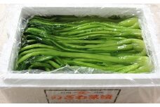 野沢菜漬姿詰