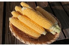 元気なとうもろこし
