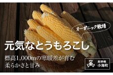 元気なとうもろこし