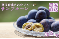 信州生プルーン　溢れる果汁と肉厚の果肉が美味しい　サンプルーン　２㎏箱〔RS-105〕【期間限定】
