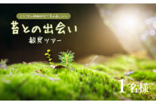 苔（コケ）との出会い　観察ツアー　１名［SE-101-01］