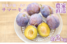 生プルーン　サマーキュート2kg　（500g×4パック）【期間限定】［RS-109］