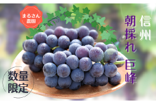 【数量限定】まるさん農園の巨峰　約1ｋｇ　合計２～３房［MR-102］