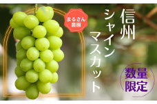 【数量限定】まるさん農園のシャインマスカット　約１ｋｇ　合計２房［MR-101］