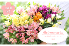 華やかな　アルストロメリア【上級品・生花】花農家直送品A　９月～３月発送　花丈80cm・30本前後［KS-101］