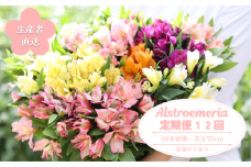定期便12回便　切り花 アルストロメリア【生花・多少の茎曲がり有】（KS-T502）