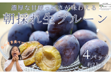 【数量限定】農園にお任せ!旬の採れたて生プルーン［KN-101］