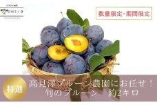高見澤プルーン園にお任せ！摘みたてプルーン　約2kg×1箱　【数量限定】〔TA-101〕