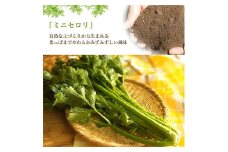 ＜令和7年度産先行受付＞ミニセロリ　約4kg(5～8株)【1100505】