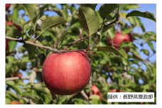 003-001 【限定30箱】 ふじりんご 1箱（5kg）