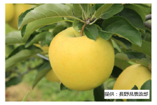 003-003 【限定10箱】 ＜りんご＞ シナノゴールド 1箱（5kg）