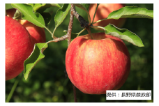 003-004 【限定20箱】 ＜りんご＞ シナノドルチェ 1箱(5kg)