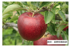 003-006 【限定20箱】 ＜りんご＞ 秋映～あきばえ～ 1箱（5kg）