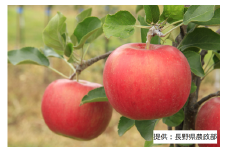 003-007 【限定20箱】 ＜りんご＞ シナノスイート 1箱（5kg）