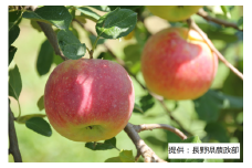 003-008 【限定15箱】＜りんご＞ シナノリップ 1箱（5kg）