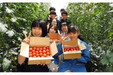 富士見高校の生徒が作った フルティカ トマト 1箱 約800g 長野県 富士見高校 富士見高等学校 フルティカトマト 高校生 園芸科 授業 信州 富士見町