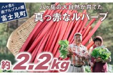 【25年発送先行予約】赤いルバーブ・フレッシュ 約2.2kg ※配送不可地域あり ルバーブ お届け：2025年6月頃～11月初旬 ★