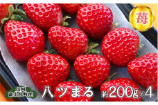 ブランドいちご　八ツまる 約200g×4パック