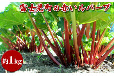 赤い生ルバーブ 約1kg