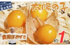 農薬不使用 フルーツほおずき 太陽の子 1kg ビタミンA 鉄分 イノシトール 食用ほおずき バディアス農園