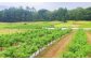 【2024年先行受付】【農薬不使用】 食用ほおずき 「太陽の子」 1kg バディアス農園