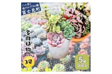 八ヶ岳育ち 多肉植物 スタンダードコレクション ラベル付き おまかせ詰合せ 3号 5鉢 インテリア植物 寄せ植え ギフト プレゼント おしゃれインテリア 高冷地育成