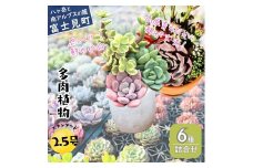 八ヶ岳育ち 多肉植物 スタンダードコレクション ラベル付き おまかせ詰合せ 2.5号 6鉢 インテリア植物 寄せ植え ギフト プレゼント おしゃれインテリア 高冷地育成