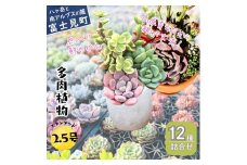 八ヶ岳育ち 多肉植物 スタンダードコレクション ラベル付き おまかせ詰合せ 2.5号 12鉢 インテリア植物 寄せ植え ギフト プレゼント おしゃれインテリア 高冷地育成