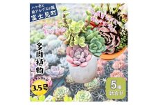 八ヶ岳育ち 多肉植物 スタンダードコレクション ラベル付き おまかせ詰合せ 3.5号 5鉢 インテリア植物 寄せ植え ギフト プレゼント おしゃれインテリア 高冷地育成