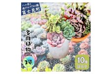 八ヶ岳育ち 多肉植物 eARThコレクション ラベル付き おまかせ詰合せ 2号 10鉢 インテリア植物 寄せ植え ギフト プレゼント おしゃれインテリア 高冷地育成