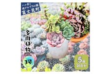 八ヶ岳育ち 多肉植物 eARThコレクション ラベル付き おまかせ詰合せ 3号 5鉢 インテリア植物 寄せ植え ギフト プレゼント おしゃれインテリア 高冷地育成