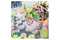 八ヶ岳育ち 多肉植物 eARThコレクション ラベル付き おまかせ詰合せ 3.5号 5鉢 インテリア植物 寄せ植え ギフト プレゼント おしゃれインテリア 高冷地育成