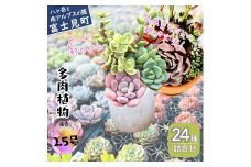 八ヶ岳育ち 多肉植物 スタンダード・eARThコレクション混合 ラベル付き おまかせ詰合せ 2.5号 24鉢 インテリア植物 寄せ植え ギフト プレゼント おしゃれインテリア 高冷地育成